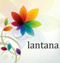 lantana �`�����^�i�`